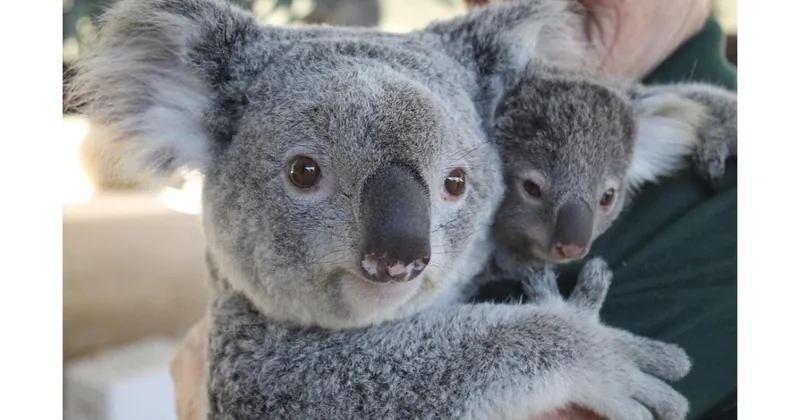 Perth Hills, Wildlife Park & Historic Pub Tour