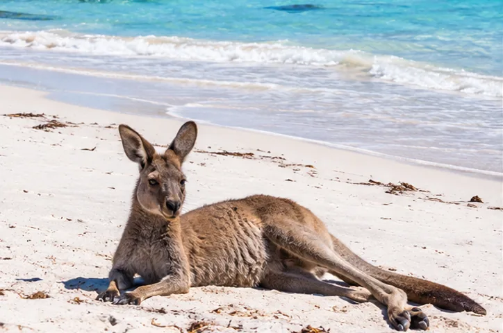 Margaret River to Esperance 6-Day Tour