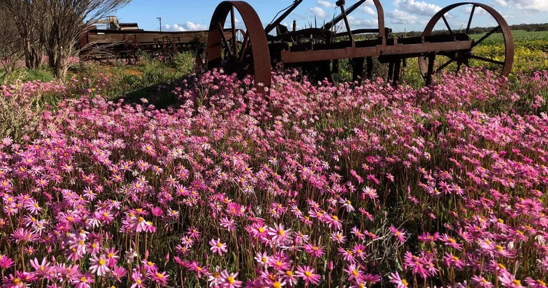 Full-Day Wildflower Discovery Tour from Perth